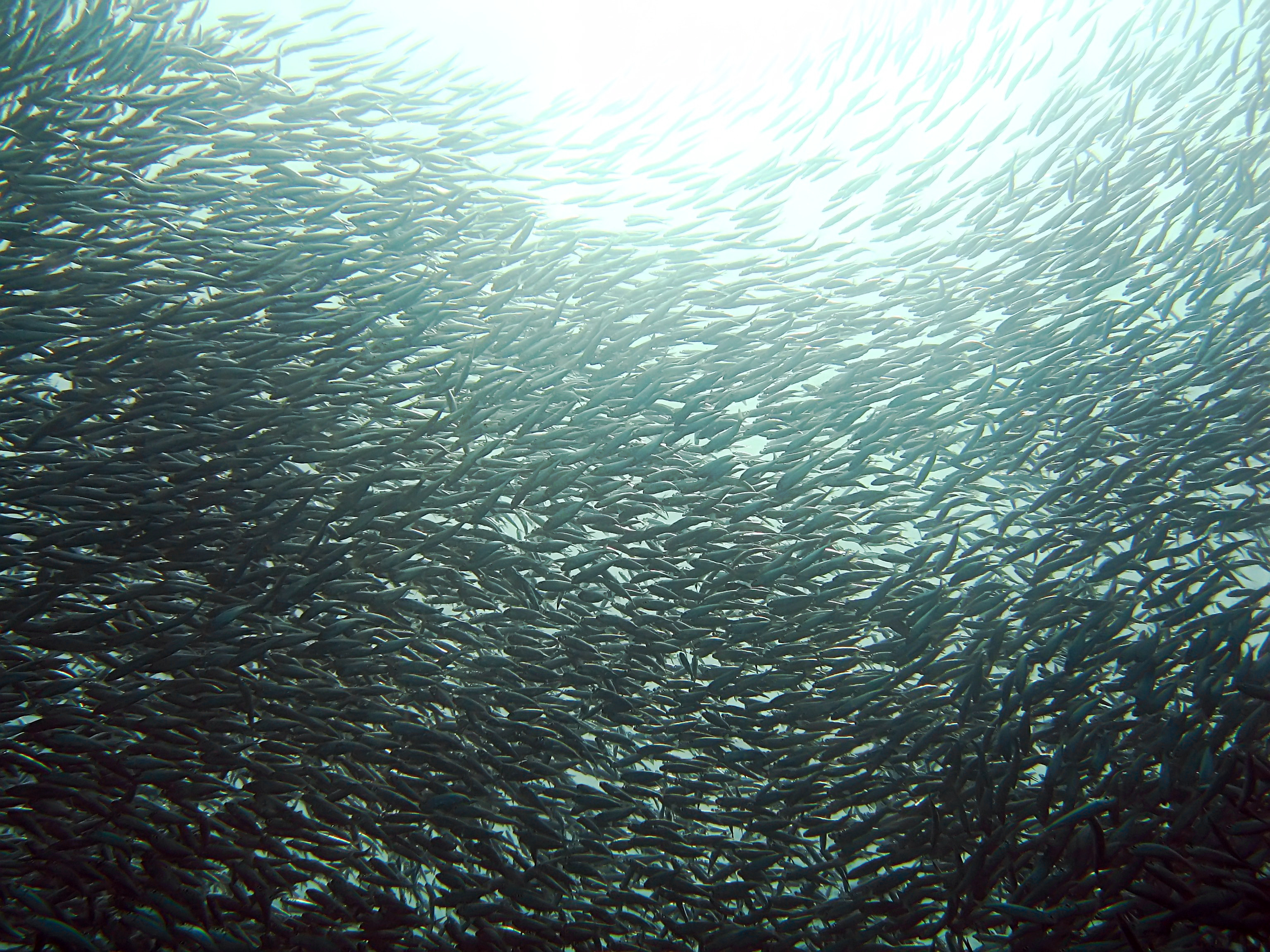 Sardinhas grelhadas servidas em prato